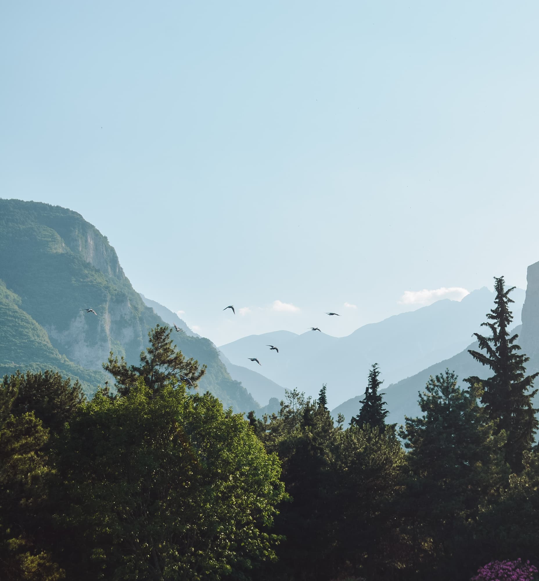Vogels vliegen boven een mistig berglandschap met dennenbomen op de voorgrond